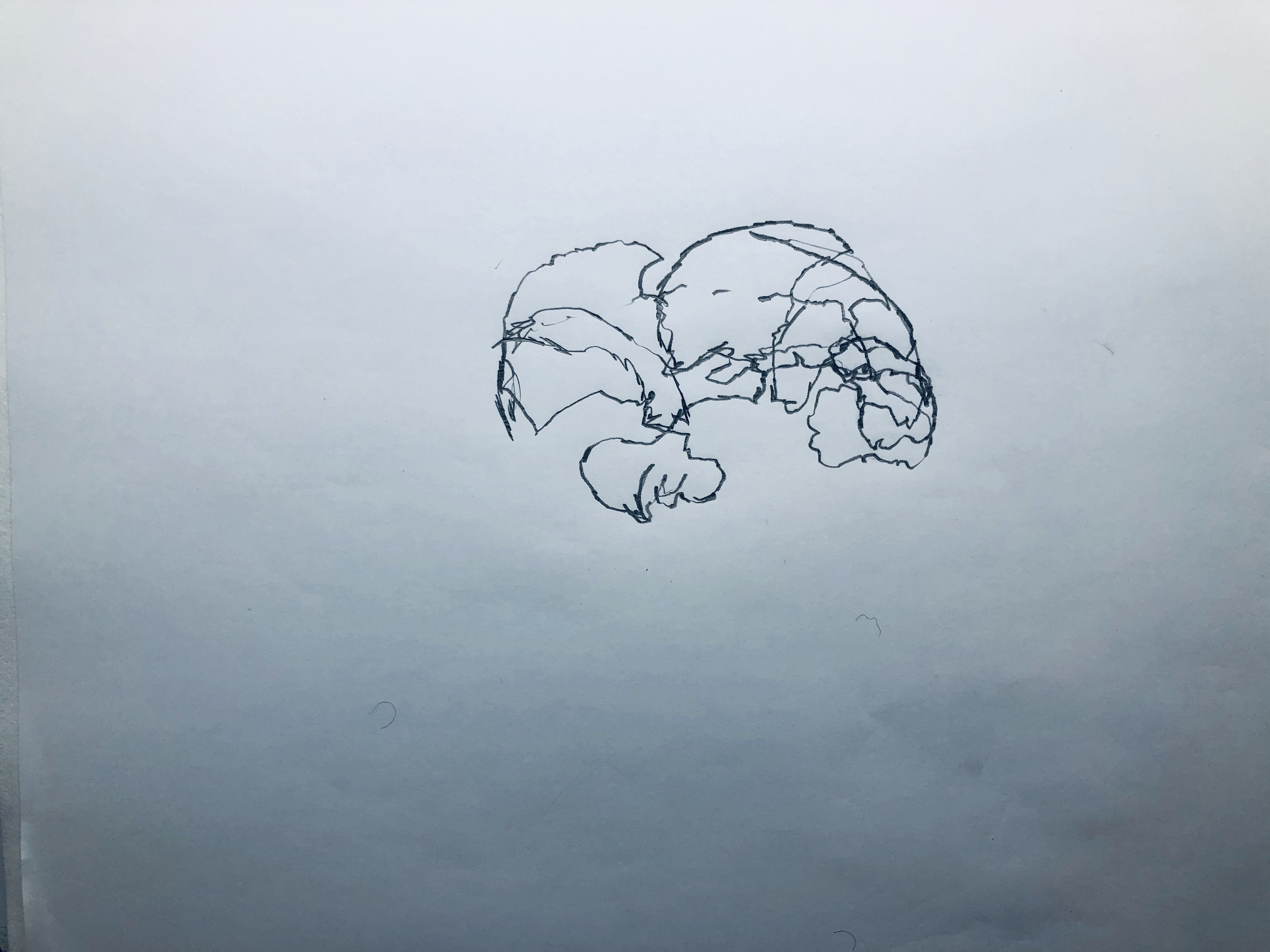 kipferl,zeichnung bleistift, 2019